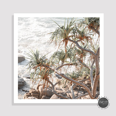 PANDANUS COASTAL