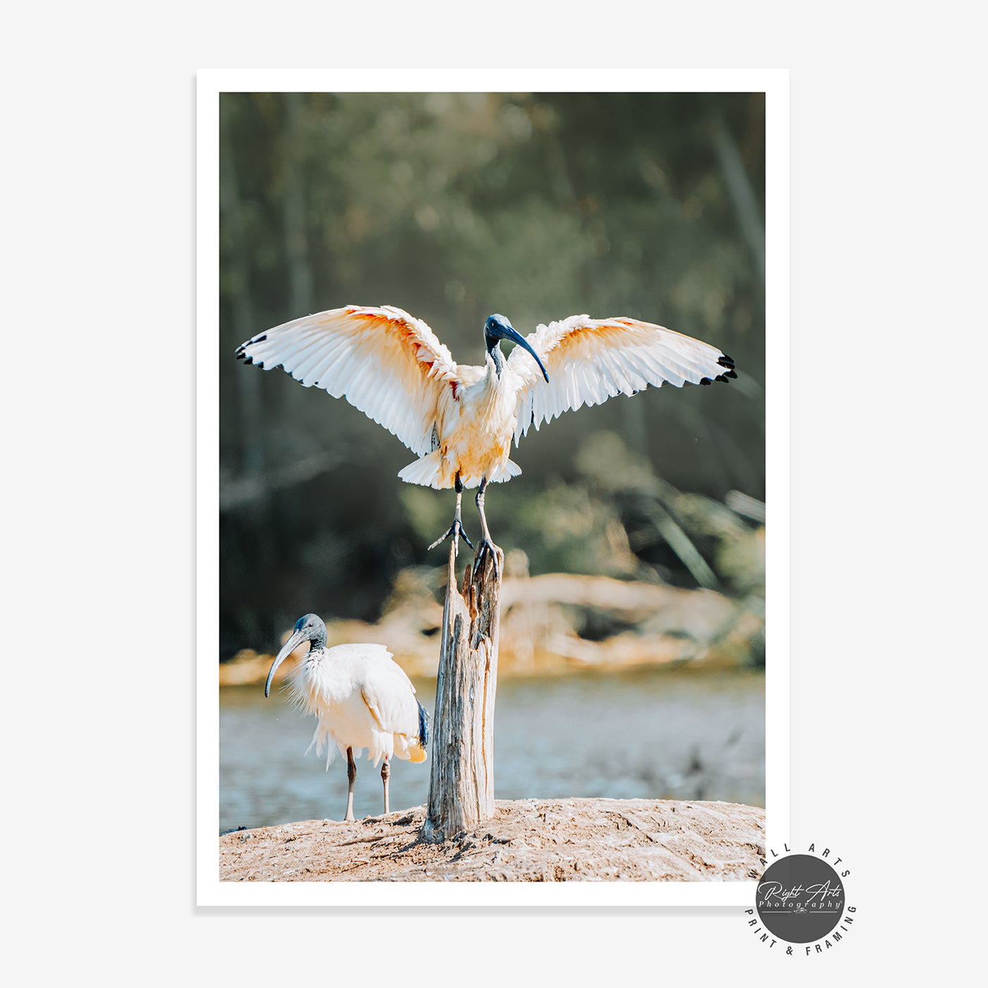 AUSTRALIAN WHITE IBIS - I