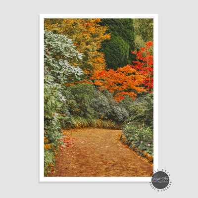 AUTUMN COLOR TREE PATHWAY