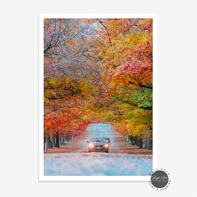 AUTUMN TREE LINED ROAD III