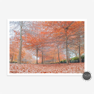 BEAUTIFUL AUTUMN TREES II