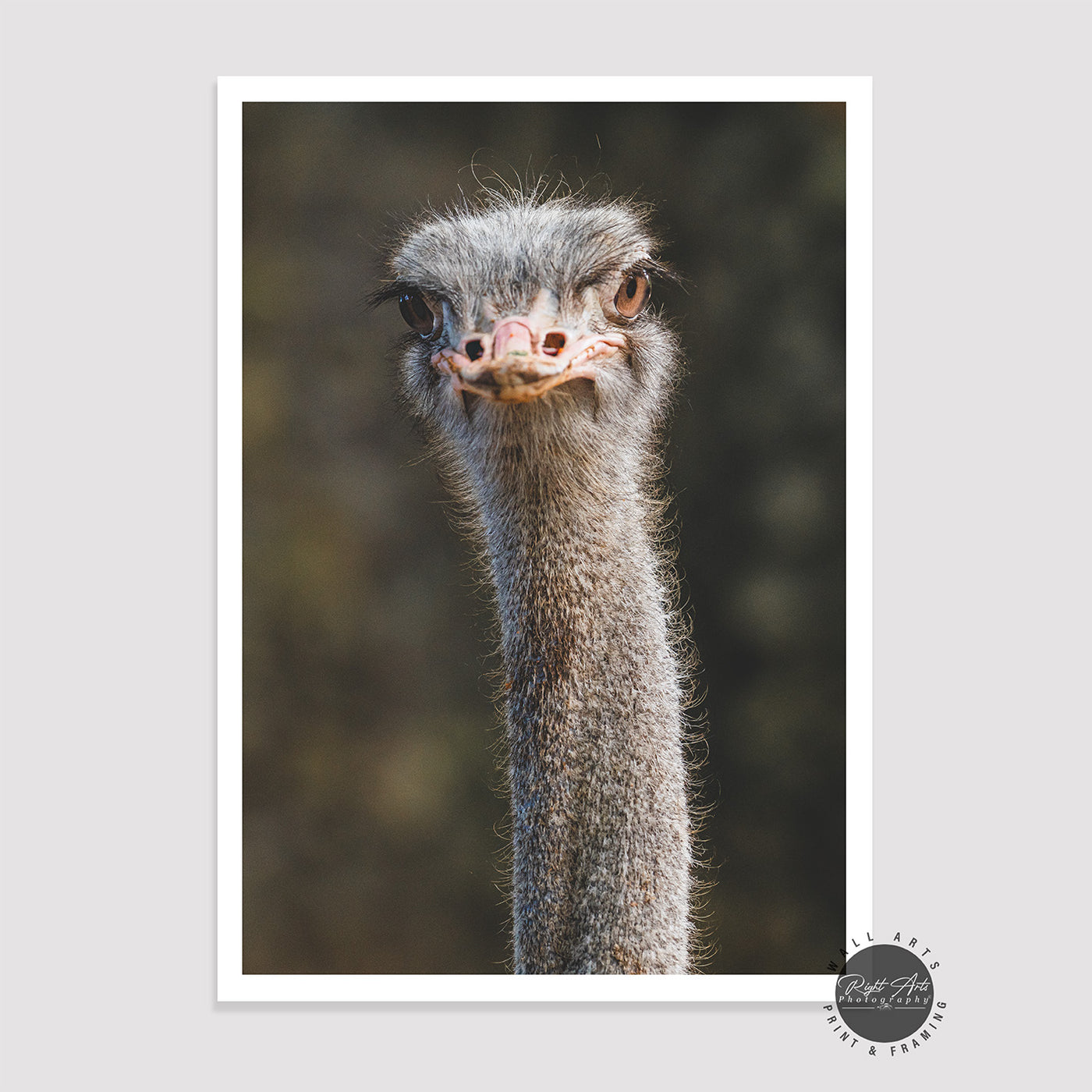 EMU HEAD