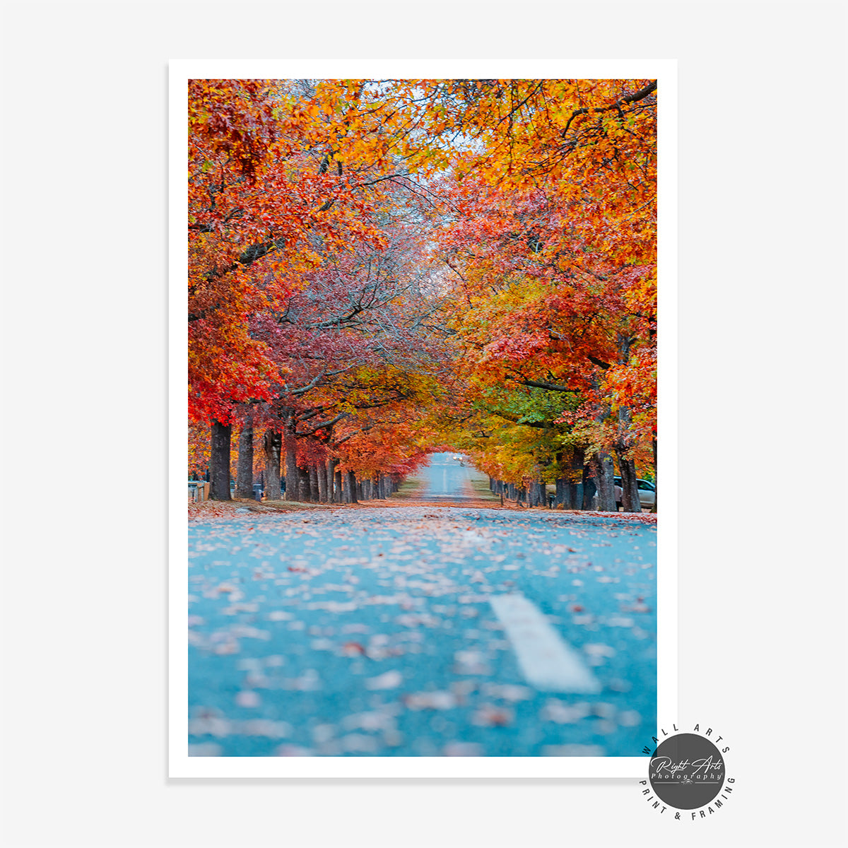 AUTUMN TREE LINED ROAD II