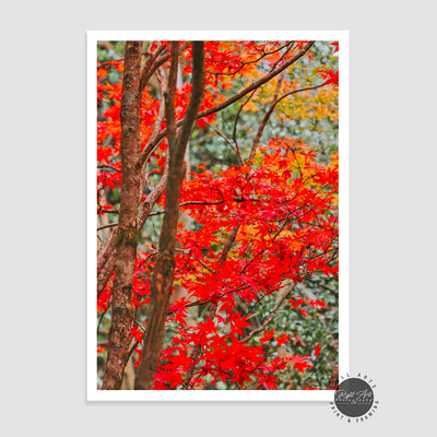 AUTUMN RED FALL TREE I