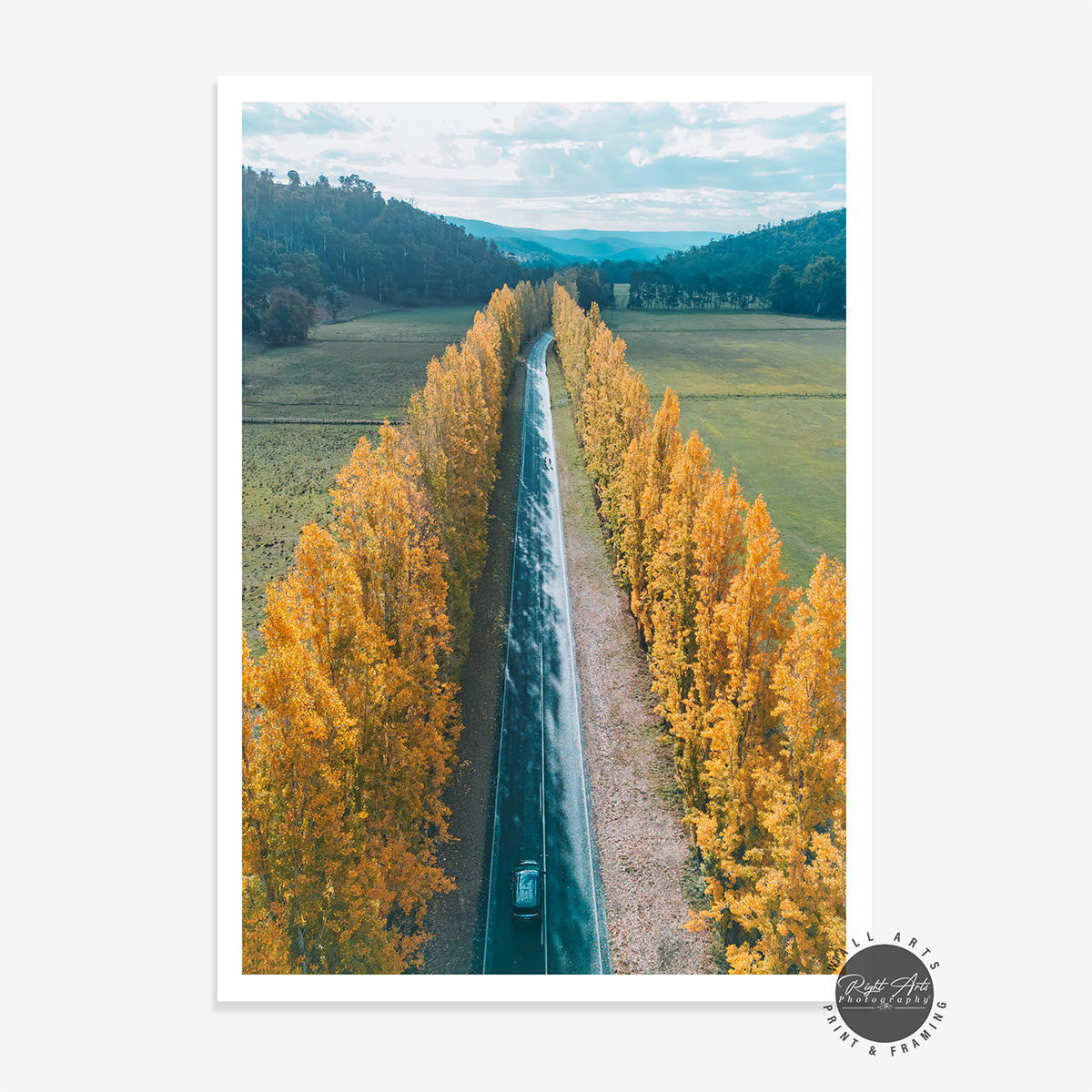 GOLDEN POPLAR