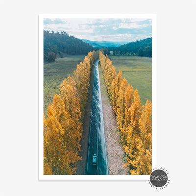 GOLDEN POPLAR