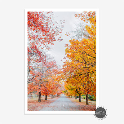 AUTUMN TREE LINED ROAD V