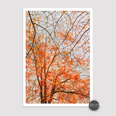 AUTUMN TREE BRANCHES