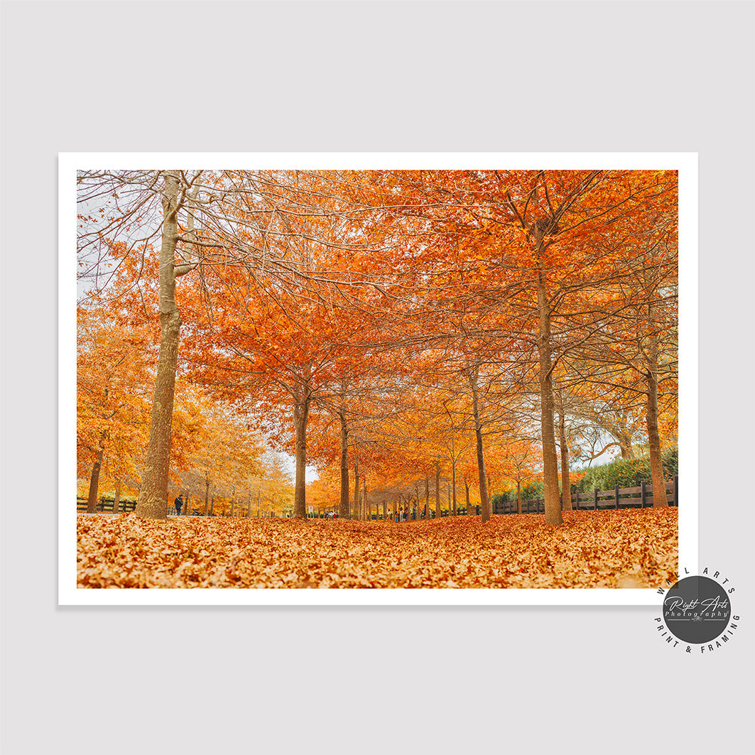 BEAUTIFUL AUTUMN TREES II