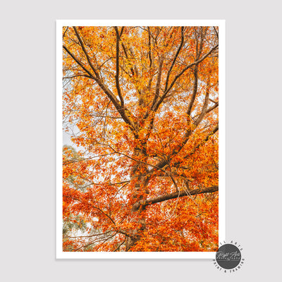 AUTUMN FALLEN ORANGE TREE