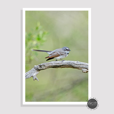 GREY FANTAIL I