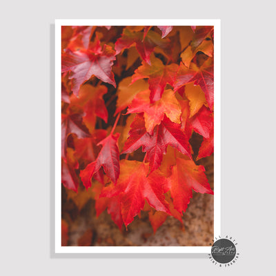 SET OF 2 - AUTUMN COLOR LEAVES I & AUTUMN RED LEAVES