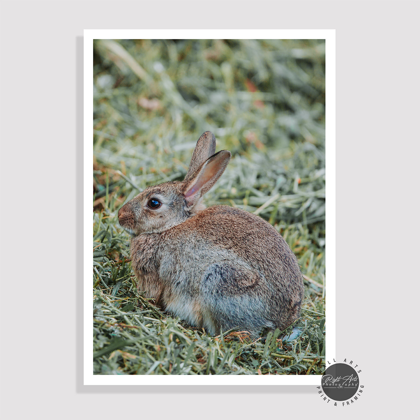 WILD RABBIT