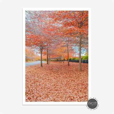 BEAUTIFUL AUTUMN TREES I