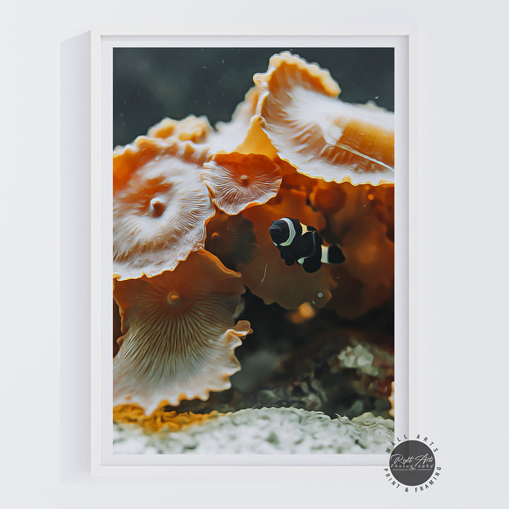 BLACK &amp; WHITE CLOWNFISH