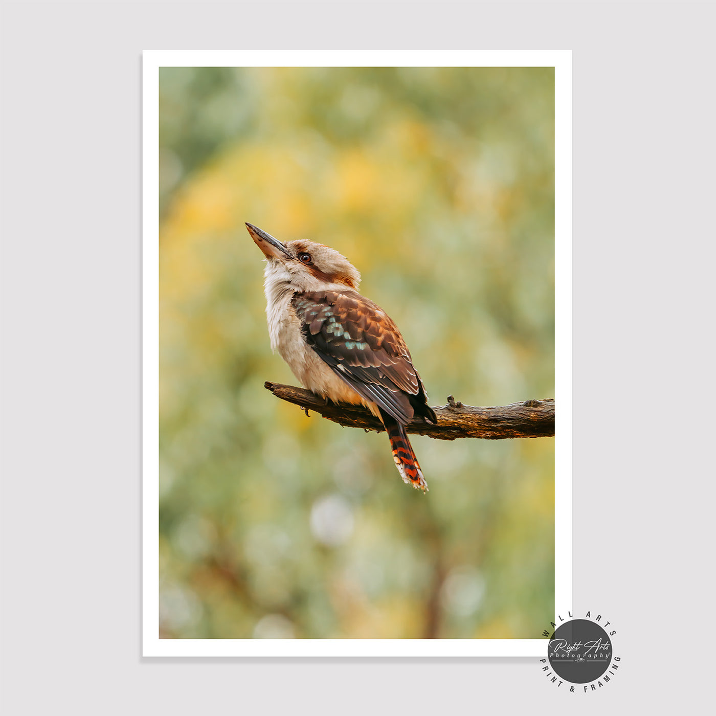 KOOKABURRA I