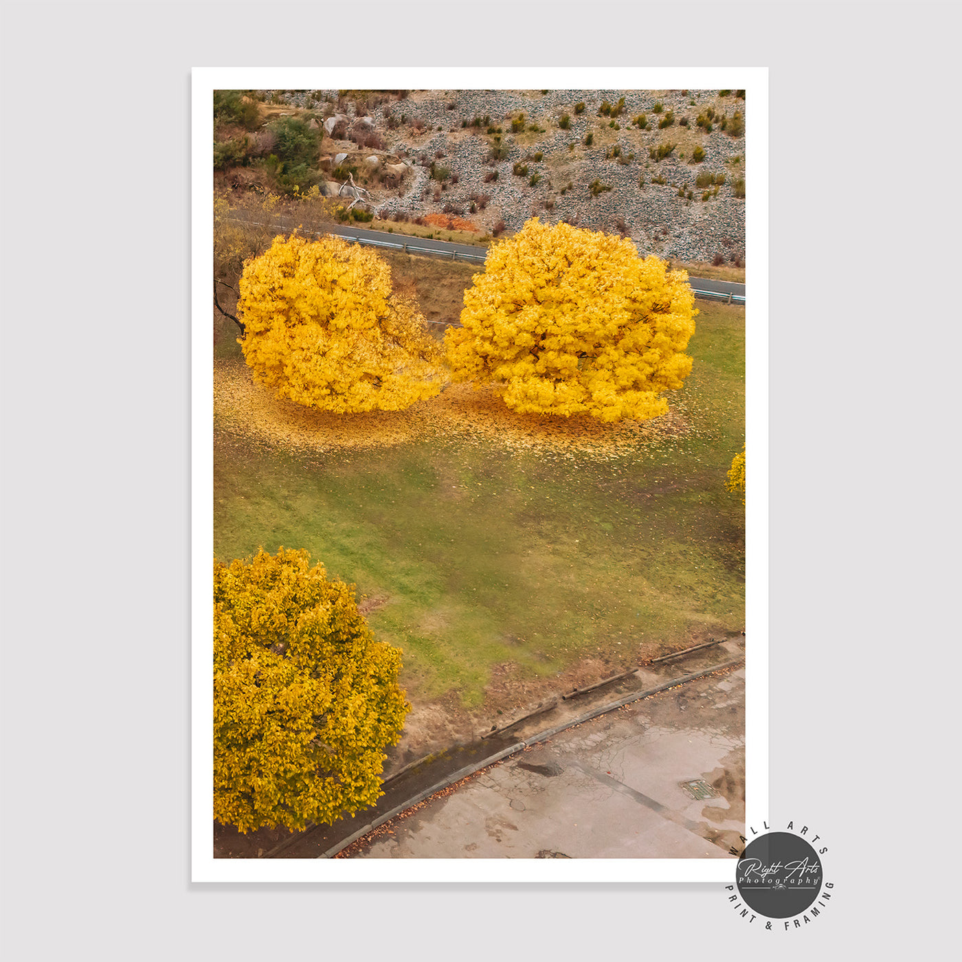 AUTUMN YELLOW TWIN TREES