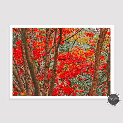 AUTUMN RED FALL TREE II