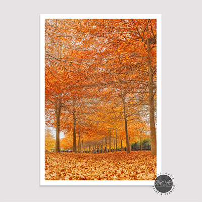 BEAUTIFUL AUTUMN TREES I