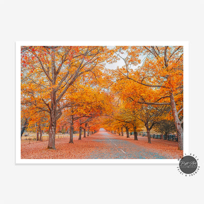 AUTUMN TREE LINED ROAD IV