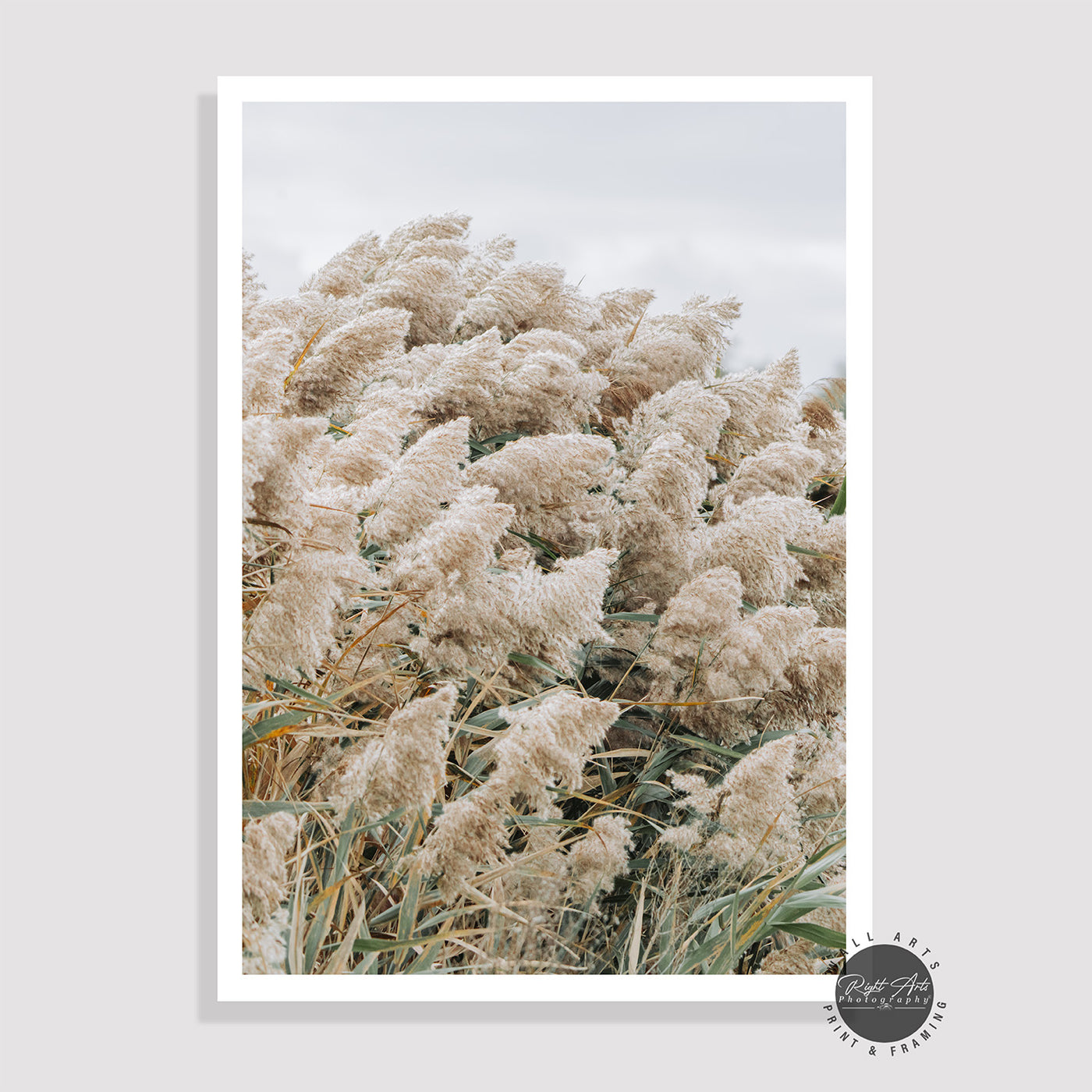 PAMPAS GRASS