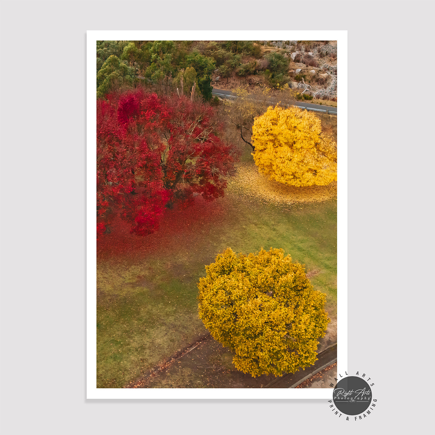 AUTUMN RED & YELLOW TREES