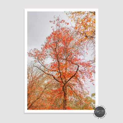 AUTUMN MIXED COLOR TREES