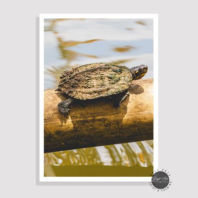 LAKE TURTLES