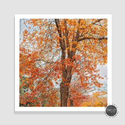 AUTUMN ORANGE FALL TREE