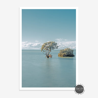 MANGROVE TREES