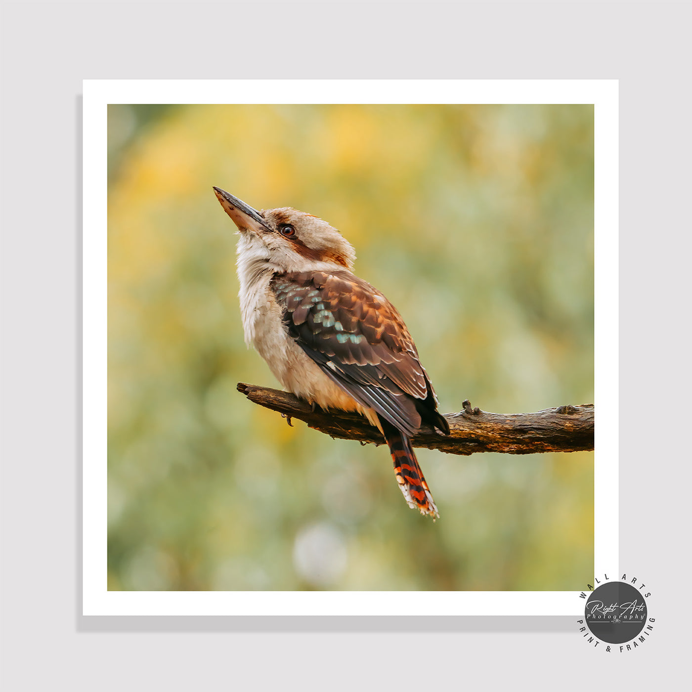 KOOKABURRA I SQUARE