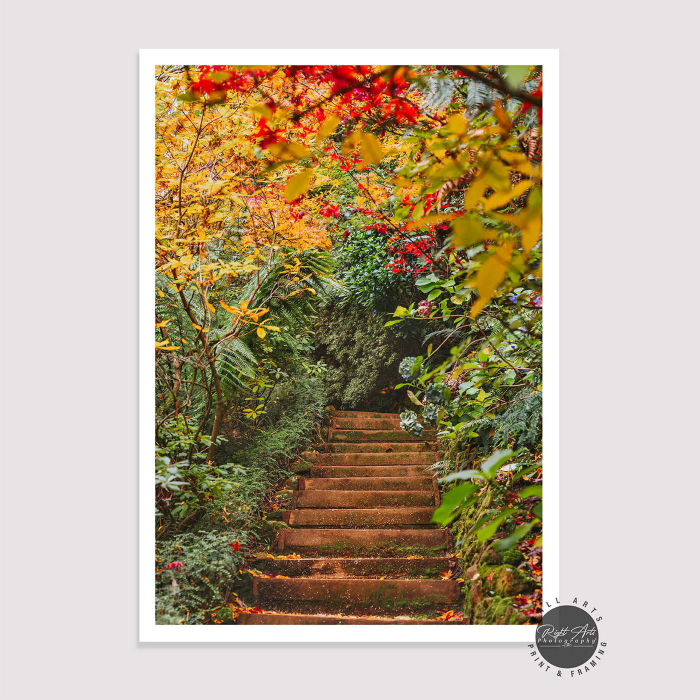 AUTUMN FALLS TREE STEPS