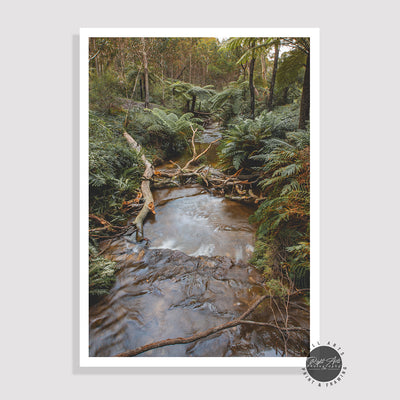 SYDNEY RAIN FOREST RIVER