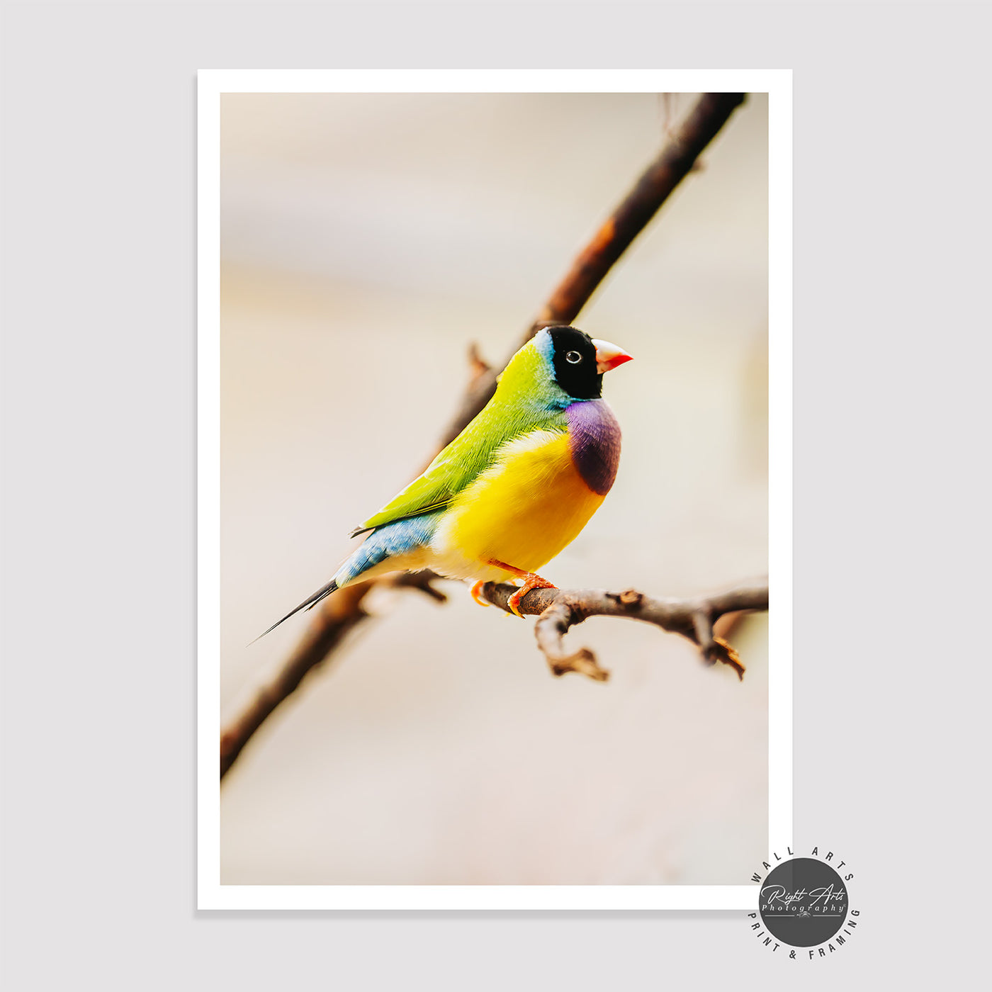 GOULDAIN FINCH