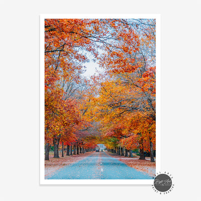 AUTUMN TREE LINED ROAD I