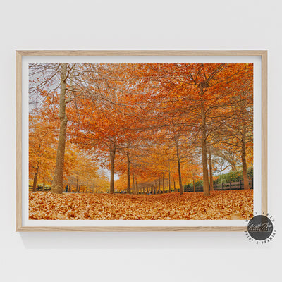 BEAUTIFUL AUTUMN TREES II