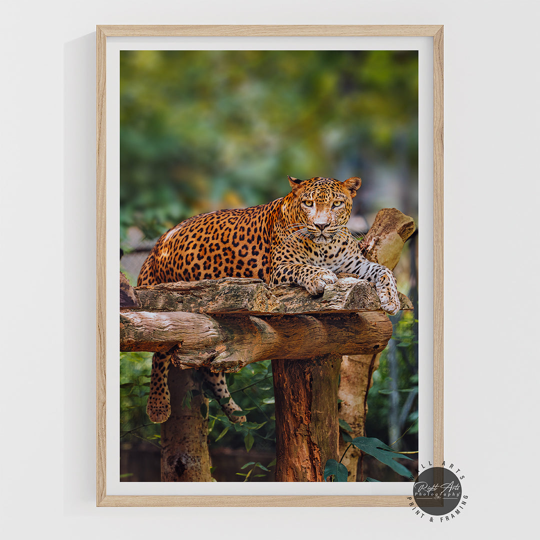 LEOPARD I