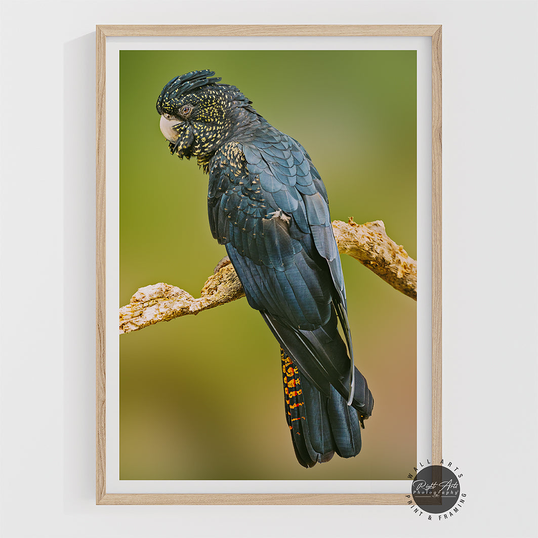 BLACK COCKATOO