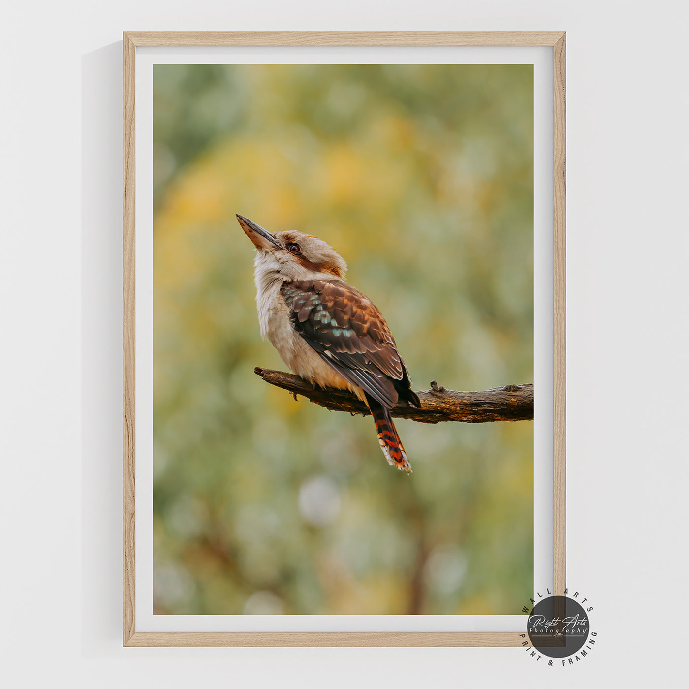 KOOKABURRA I