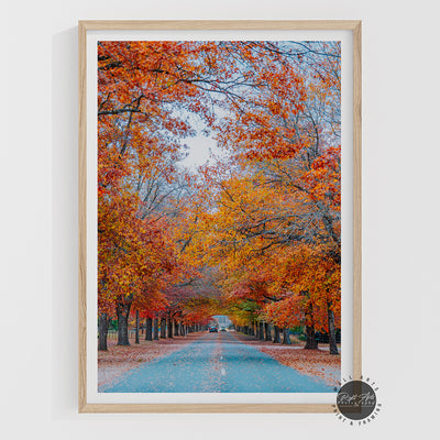 AUTUMN TREE LINED ROAD I