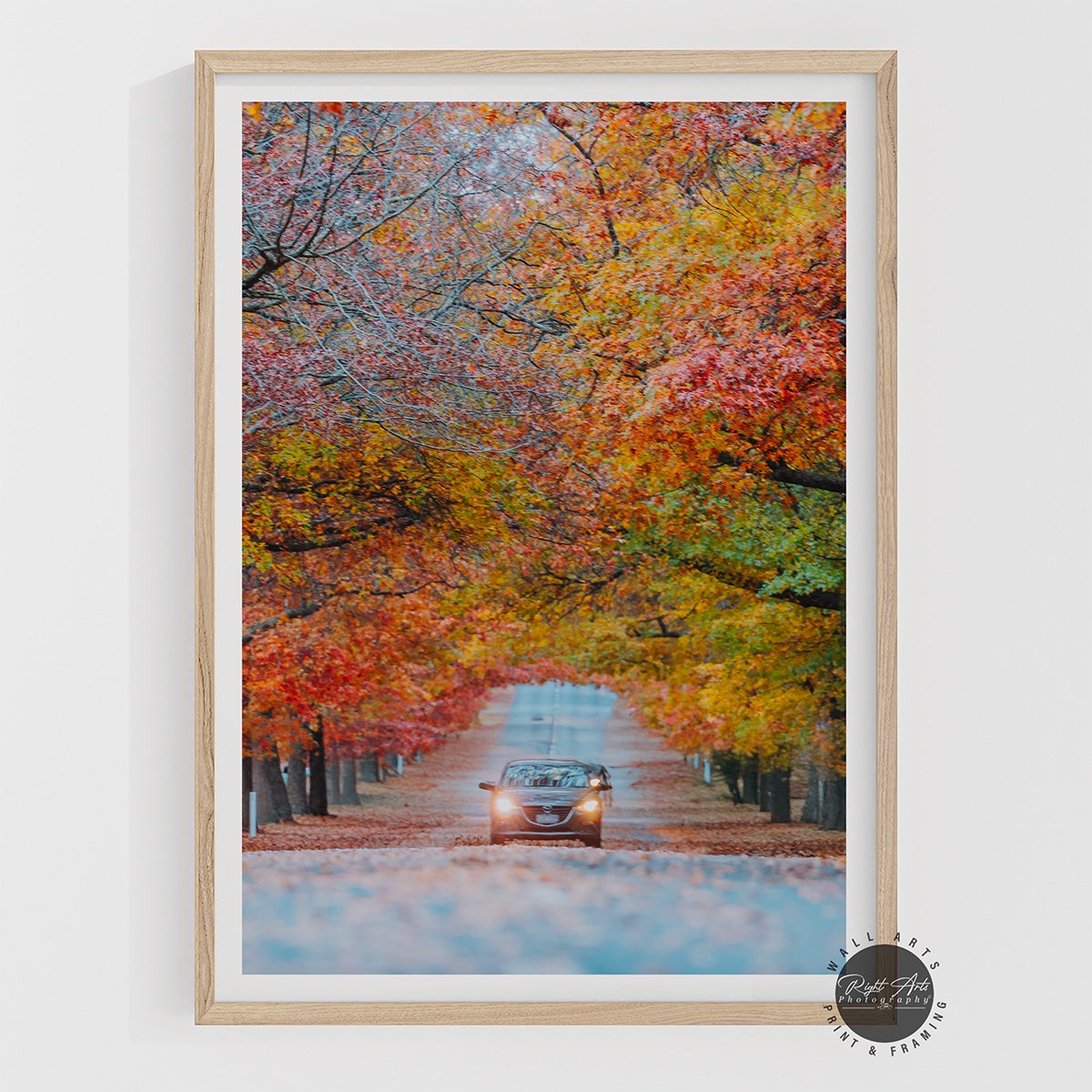AUTUMN TREE LINED ROAD III