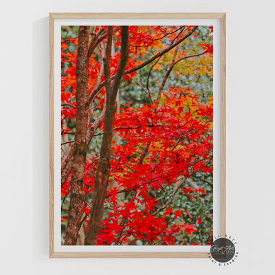 AUTUMN RED FALL TREE I