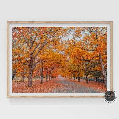 AUTUMN TREE LINED ROAD IV