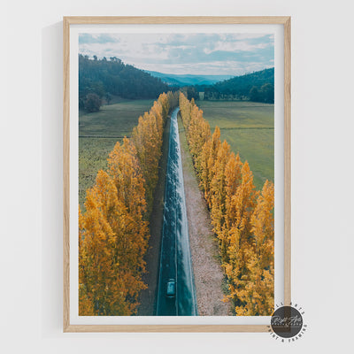 GOLDEN POPLAR
