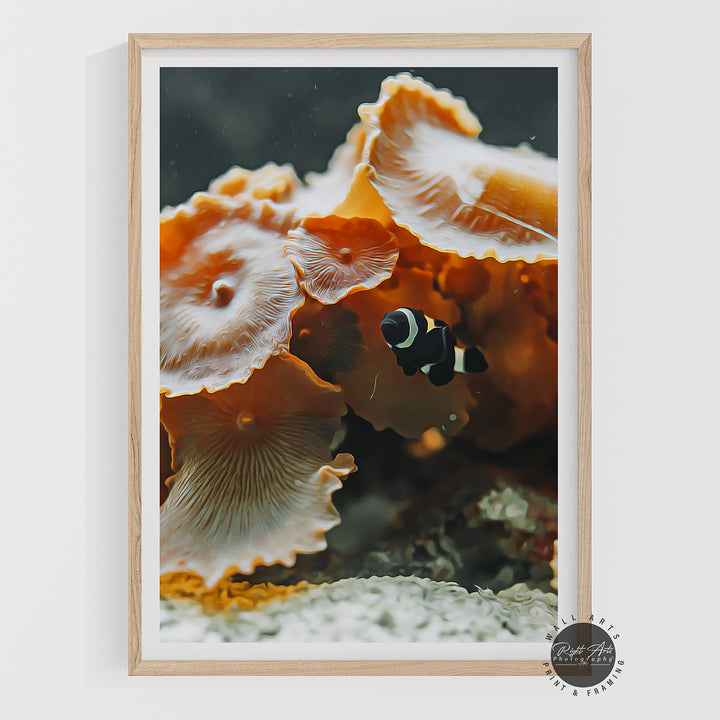 BLACK &amp; WHITE CLOWNFISH