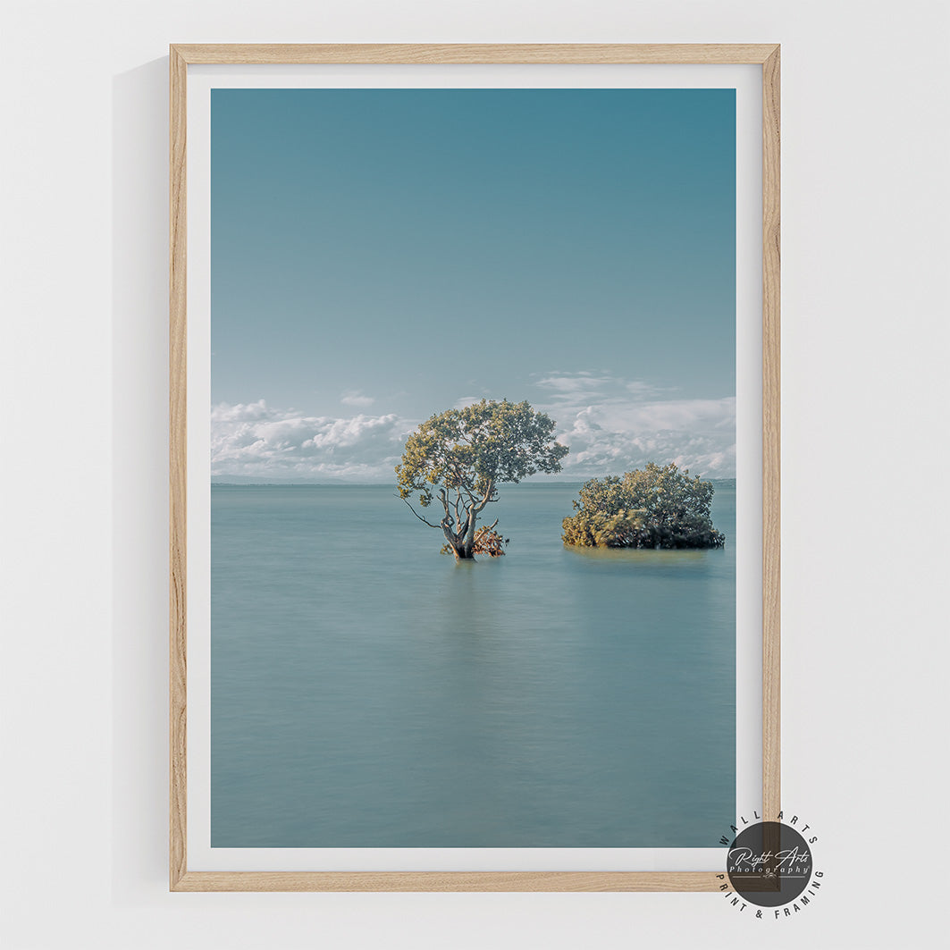 MANGROVE TREES