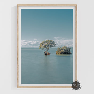 MANGROVE TREES