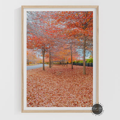 BEAUTIFUL AUTUMN TREES I