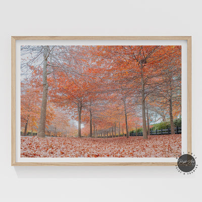 BEAUTIFUL AUTUMN TREES II