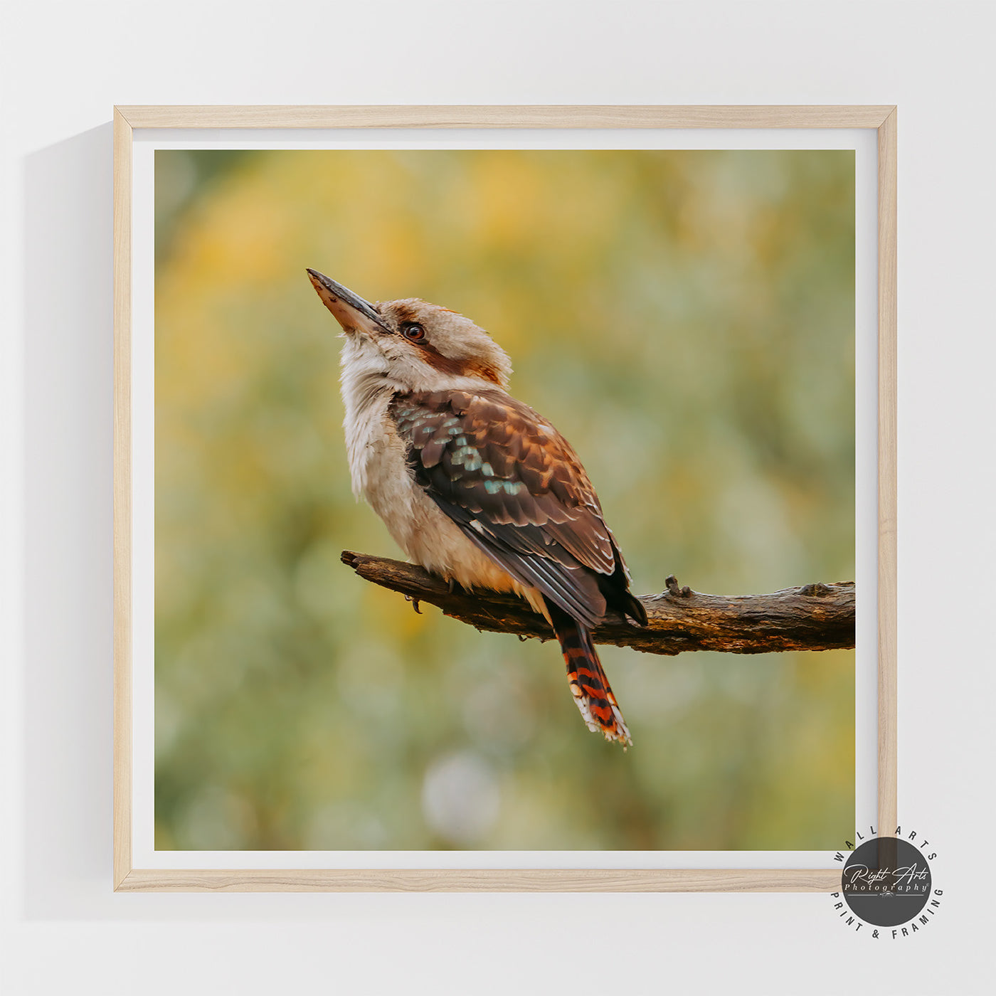 KOOKABURRA I SQUARE